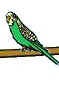 Parakeet Budgie