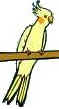 Cockatiel 