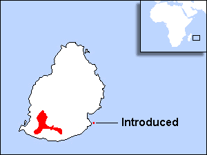 Range Map for Pink Pigeon