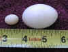 Pied Imperial egg.jpg (46931 bytes)