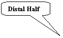 Rounded Rectangular Callout: Distal Half